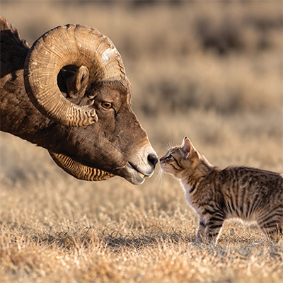 AI generated image of a sheep and a cat